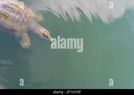 La tartaruga Softshell nuota nell'acqua dello stagno. Molto probabilmente è una tartaruga di softshell cinese (Pelodisus sinensis). Vive in un tempio stagno di Wat Phai Lom Foto Stock