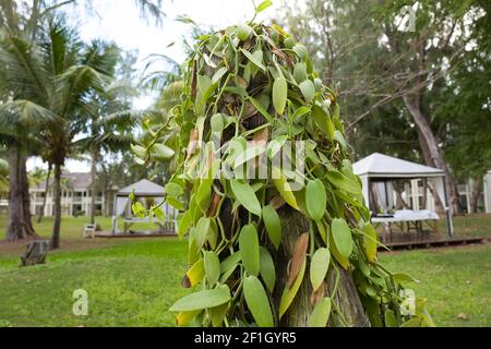 Viaggiare sull'isola di la Réunion Foto Stock