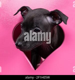Un cucciolo nero di levriero italiano seduto in un cuore rosa simbolo della scena per amore Foto Stock
