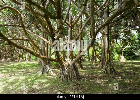 Viaggiare sull'isola di la Réunion Foto Stock