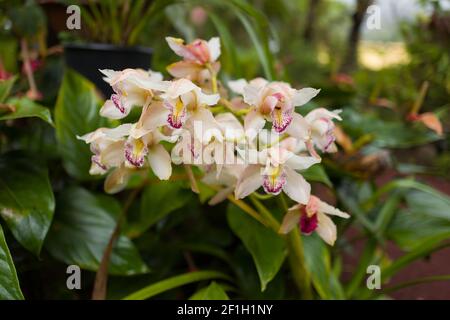 Hell-Bourg - Viaggiare sull'isola di la Réunion Foto Stock