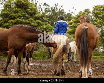 Uomo a cavallo, bareback, in gregge, libero, alle isole Azzorre. Foto Stock