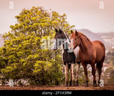 Due cavalli sul paddock, in piedi, liberi, razza lusitano. Foto Stock