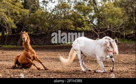 Cavallo bianco e marrone che gioca liberamente sul paddock, all'aperto, alle isole Azzorre. Foto Stock