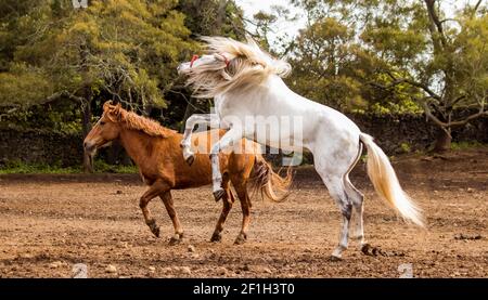 Cavallo bianco e marrone che gioca liberamente sul paddock, all'aperto, alle isole Azzorre. Foto Stock