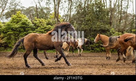Cavallo bruno di Lusitano, senza galoppo sul paddock, alle isole Azzorre. Foto Stock