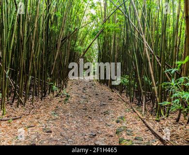 Foresta di bambù gigante sul sentiero Pipiwai, distretto di Kipahulu, Parco Nazionale di Haleakala, Maui, Hawaii, STATI UNITI Foto Stock