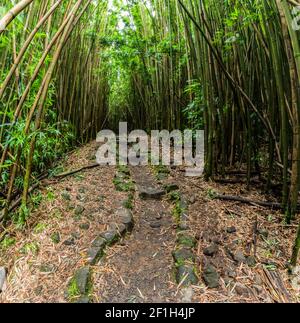 Foresta di bambù gigante sul sentiero Pipiwai, distretto di Kipahulu, Parco Nazionale di Haleakala, Maui, Hawaii, STATI UNITI Foto Stock