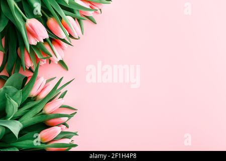 Tulipani colorati rosa su uno sfondo rosa chiaro con spazio per la copia. Vista dall'alto Foto Stock
