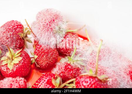 Fragola in muffa . Frutta marcita . Frutta non buona per il consumo Foto Stock