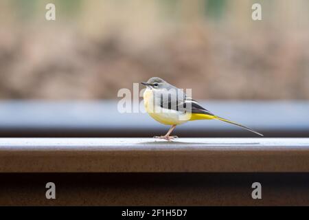 Gray Waggail (Motacilla Cinerea) appollaiato su una pista ferroviaria, Inghilterra, Regno Unito Foto Stock