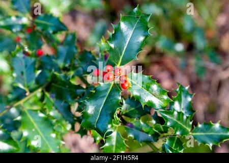 Holly pianta (Ilex) con foglie verdi lucide con punte e. frutta rossa Foto Stock