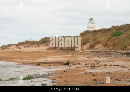 Leoni marini al faro di Waipapa Point, fauna selvatica della spiaggia dell'Oceano Pacifico meridionale, The Catlins, Southland, Nuova Zelanda Foto Stock