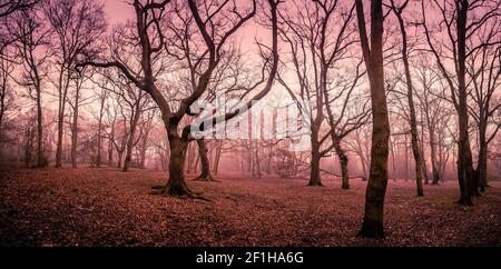 Foresta di mistico in autunno Foto Stock