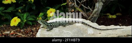 Australiano Water Dragon su una roccia Foto Stock