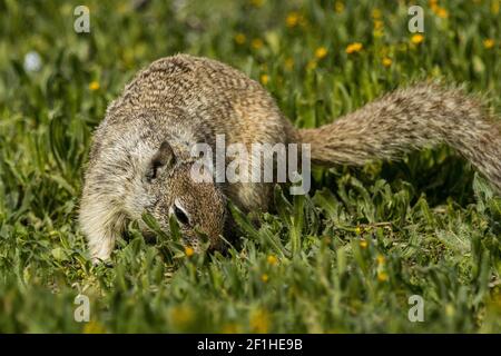 Uno scoiattolo di terra della California gode della crescita verde fresca su un Primavera come giorno a marzo alla fauna selvatica Merced National rifugio Foto Stock