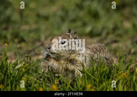 Uno scoiattolo da terra della California con un'etichetta auricolare su un Primavera come giorno a marzo alla fauna selvatica Merced National rifugio Foto Stock