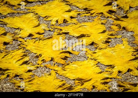 Le pelli tinte lasciato ad asciugare Foto Stock