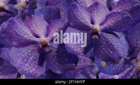 Molti viola orchidea, orchidea fiore sfondo set 3d illustrazione Foto Stock