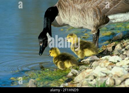 L'oca di Mother Canada, Branta canadensis, insegna le sue adorabili gabbings che pescano sul bordo dell'acqua, Missouri, USA Foto Stock