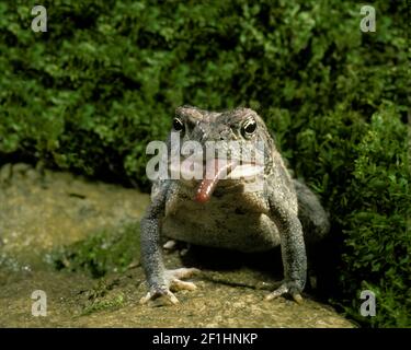 Gli uccelli si lanciano, Bufo americano con solo una punta di verme di terra a sinistra per entrare in bocca Foto Stock