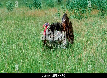 tacchino maschile, Meleagris gallopao, in campo con colori e display a pieno accoppiamento Foto Stock