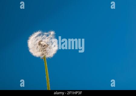 Dente di Leone Foto Stock