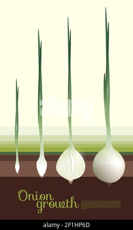 Concetto naturale di crescita della cipolla bianca con fasi di coltivazione vegetale elaborazione in un'illustrazione vettoriale di stile realistico Illustrazione Vettoriale