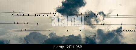 Gli uccelli si riuniscono su Electrical Wires Storm Brewing Foto Stock