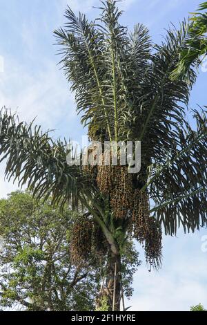 Arenga pinnata, Arenga saccarifera è una palma di piume economicamente importante originaria dell'Asia tropicale. Foto Stock