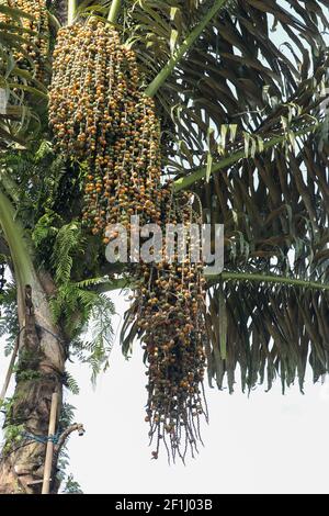 Arenga pinnata è una palma di piume economicamente importante originaria dell'Asia tropicale, dall'India orientale alla Malesia, all'Indonesia e alle Filippine Foto Stock