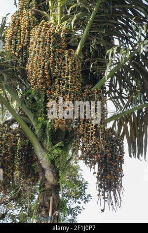 Arenga pinnata è una palma di piume economicamente importante originaria dell'Asia tropicale, dall'India orientale alla Malesia, all'Indonesia e alle Filippine Foto Stock