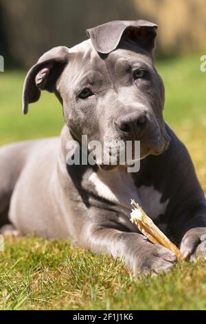 L'adorabile Pit Bull Pup si ferma mentre masticare l'osso Foto Stock