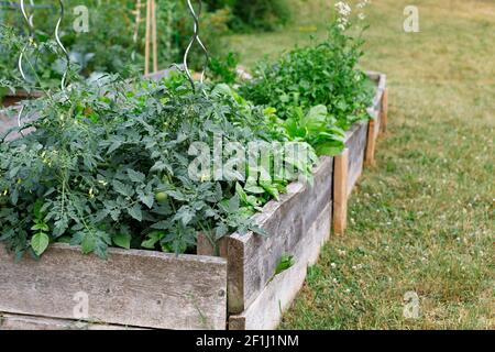 Giardino comunitario nel parco locale. Verdure che crescono in scatole Foto Stock