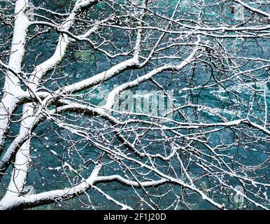 Fiume blu e paesaggio della foresta invernale con neve bianca rami Foto Stock