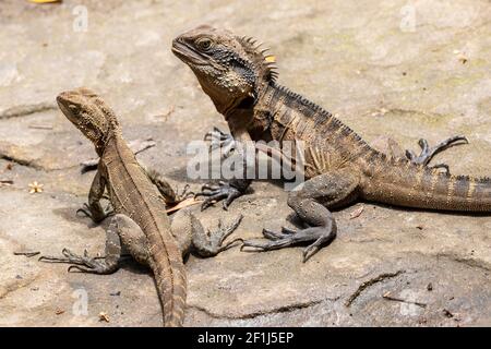 Drago d'acqua orientale maschile e femminile Foto Stock