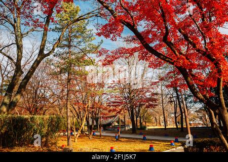 Jukseoru Padiglione autunno acero foresta a Samcheok, Corea Foto Stock