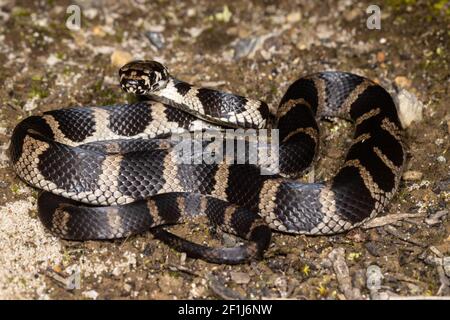 Stephens serpente a bande in posizione arricciata Foto Stock