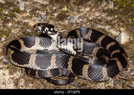 Stephens serpente a bande in posizione arricciata Foto Stock