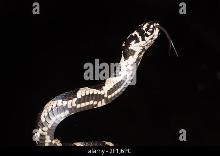 Stephens serpente a bande che tremola la lingua Foto Stock