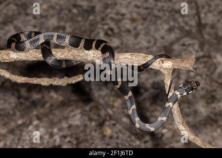 Stephens ha Banded Snake sul ramo dell'albero Foto Stock