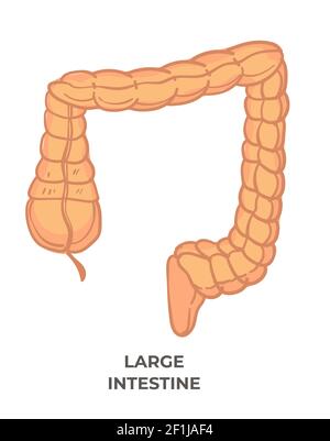 Intestino crasso, sistema digestivo del corpo umano Illustrazione Vettoriale