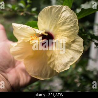 Primo piano di rana d'acqua su giallo Hibiscus rosa-sinensis su mano Foto Stock