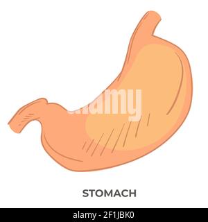 Organo dello stomaco del corpo umano, struttura anatomica Illustrazione Vettoriale