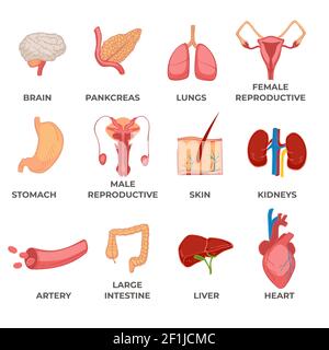 Organi del corpo umano, sistemi e strutture parte Illustrazione Vettoriale