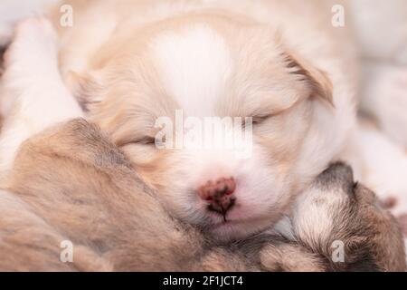 Cucciolo (37) - cane da pastore islandese Foto Stock