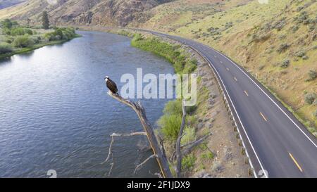 American Bald Eagle Youth si trova su un grande uccello Jag Guardare Foto Stock