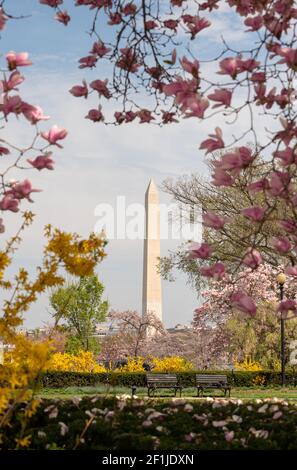 Washington Monument circondato da fiori di primavera di marzo Foto Stock
