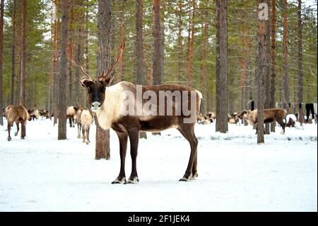 Un cervo si trova sullo sfondo di una mandria di cervi nella foresta Foto Stock