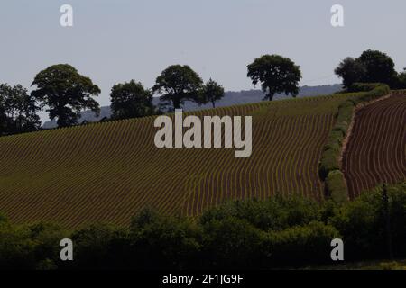 campi di mais appena piantati con una siepe in primo piano e una linea di alberi sullo sfondo Foto Stock